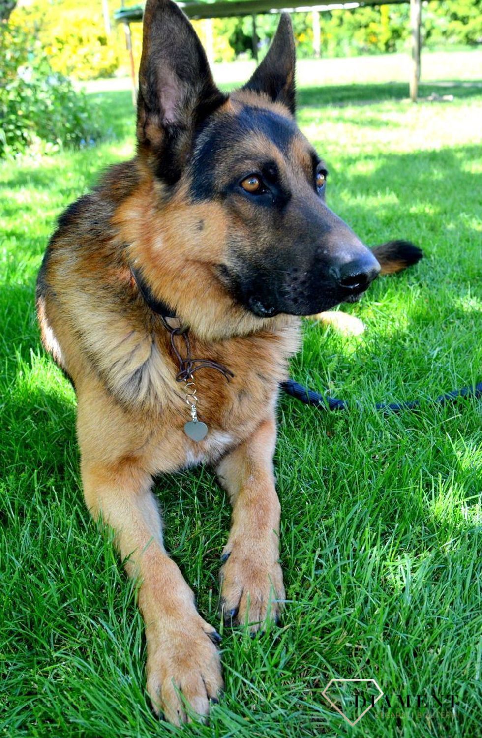 Blaszka dla pupila serce 2,8 cm z miejscem na grawer Serce silver M. Blaszka w formie adresówki, identyfikatora dla psa. Blaszka z miejscem na grawer. Na adresówce możemy wygrawerować np. imię psa i nr telefonu do właściciela.jpg